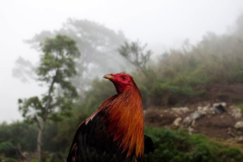 Cockfighting in the Philippines