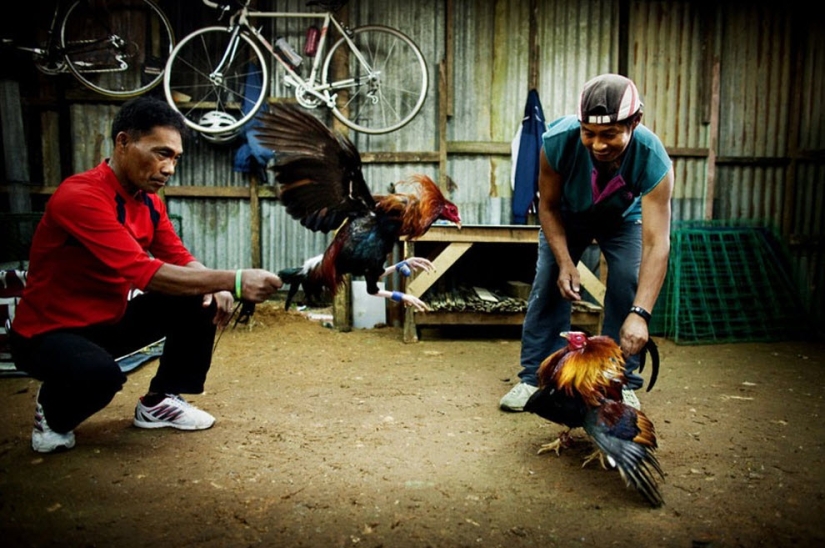 Cockfighting in the Philippines