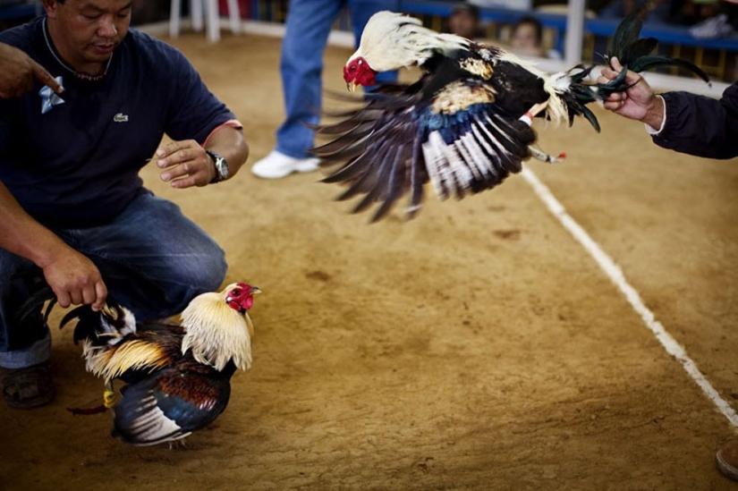 Cockfighting in the Philippines