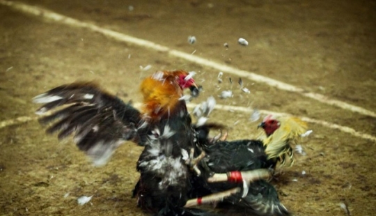 Cockfighting in the Philippines