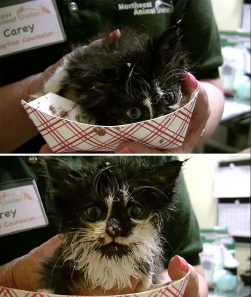 Come, no te mojes: 20 lindos gatitos que no saben comer con cuidado Come, no te mojes: 20 lindos gatitos que no saben comer con cuidado