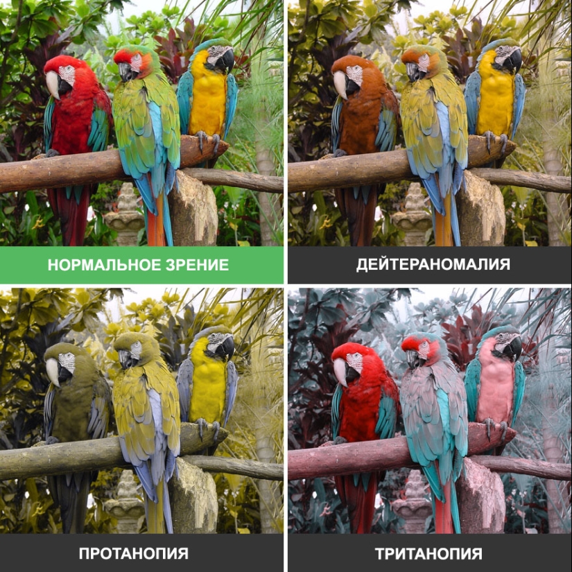 Como se ve el mundo a través de los ojos de los ciegos al color Como se ve el mundo a través de los ojos de los ciegos al color