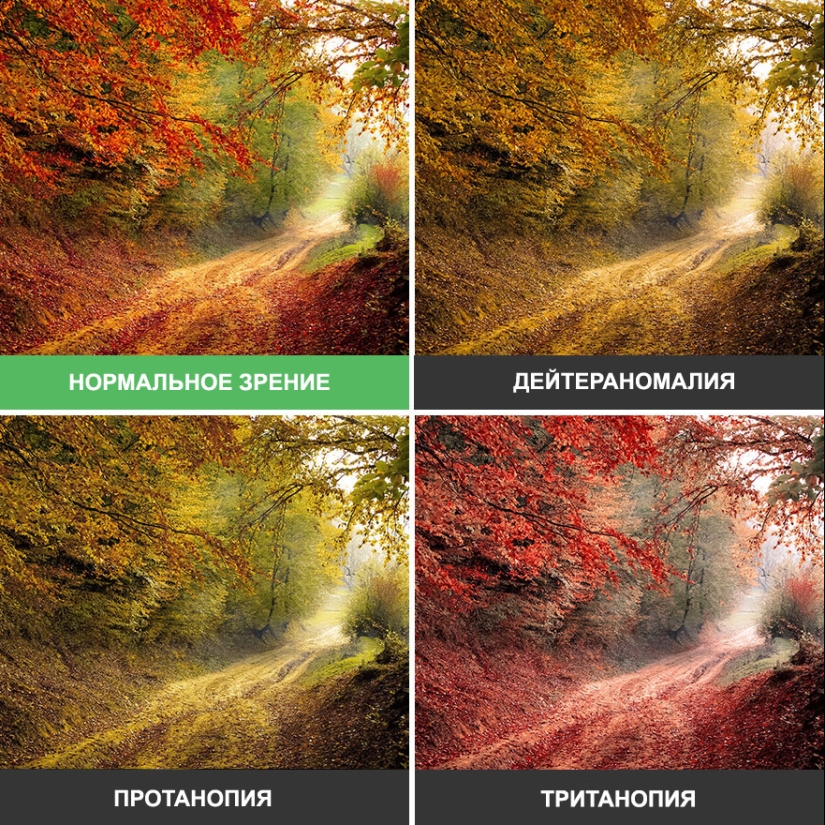 Como se ve el mundo a través de los ojos de los ciegos al color Como se ve el mundo a través de los ojos de los ciegos al color