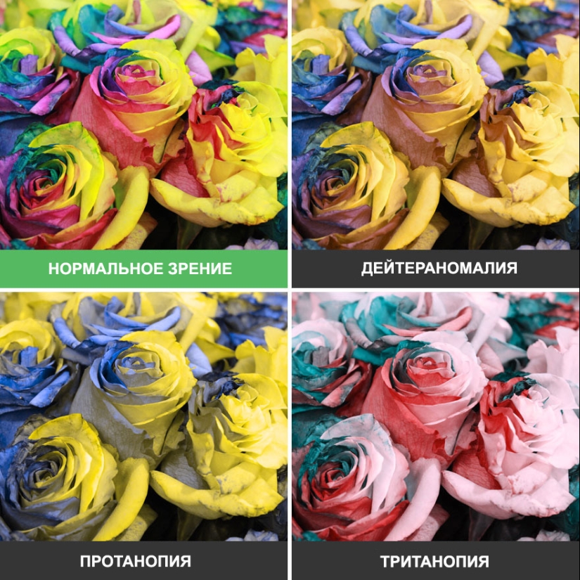 Como se ve el mundo a través de los ojos de los ciegos al color Como se ve el mundo a través de los ojos de los ciegos al color