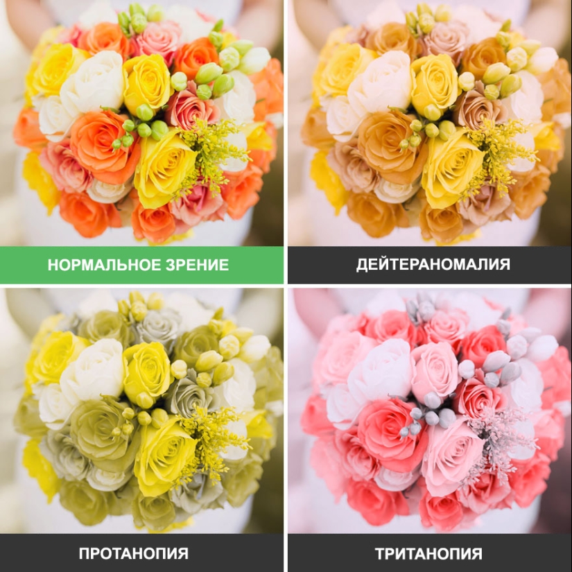 Como se ve el mundo a través de los ojos de los ciegos al color Como se ve el mundo a través de los ojos de los ciegos al color