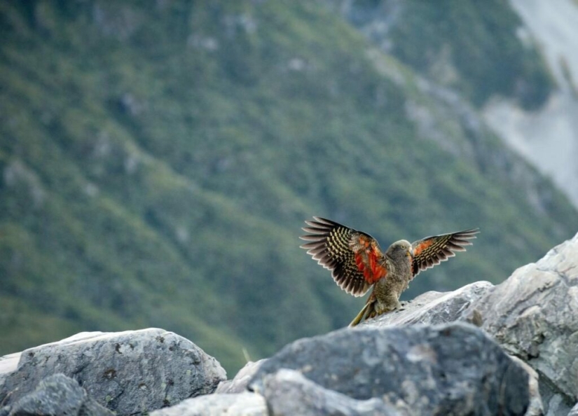 Conoce al loro de montaña depredador kea de Nueva Zelanda, una tormenta de ovejas y turistas