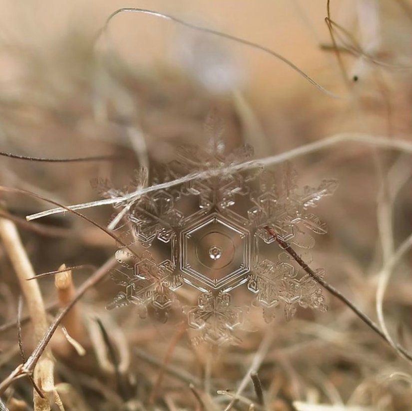 Copos de nieve del fotógrafo Andrey Osokin