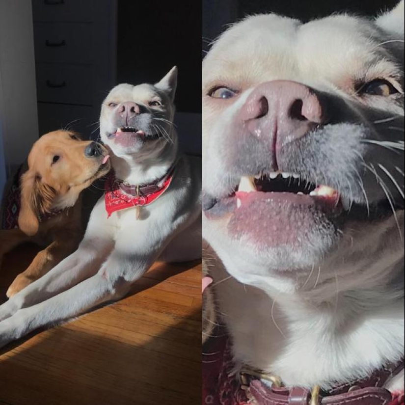 Cuando el programa "perro" falló y colgó: más de 15 fotos divertidas con mascotas