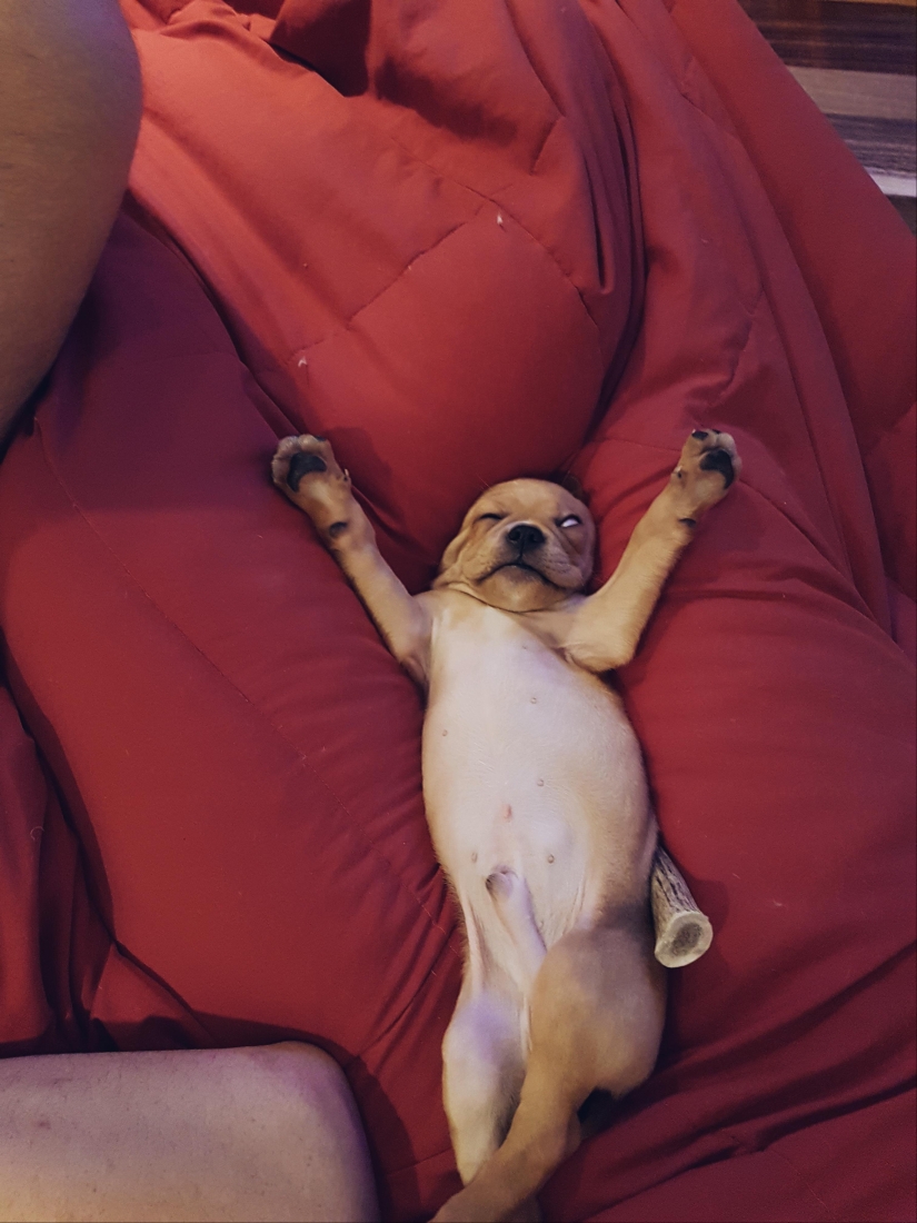 Cuando el programa "perro" falló y colgó: más de 15 fotos divertidas con mascotas