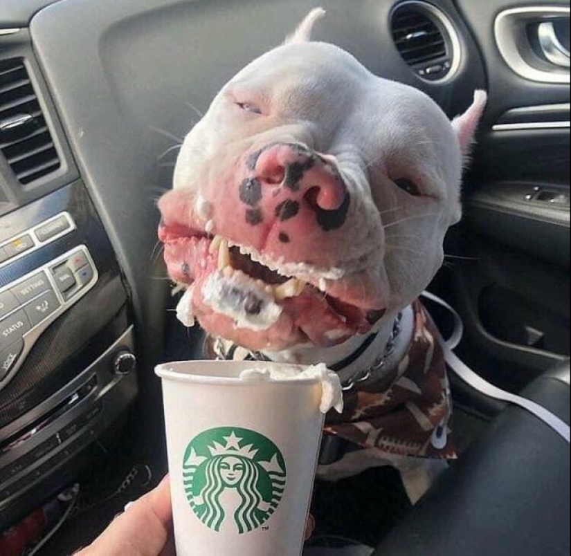 Cuando el programa "perro" falló y colgó: más de 15 fotos divertidas con mascotas