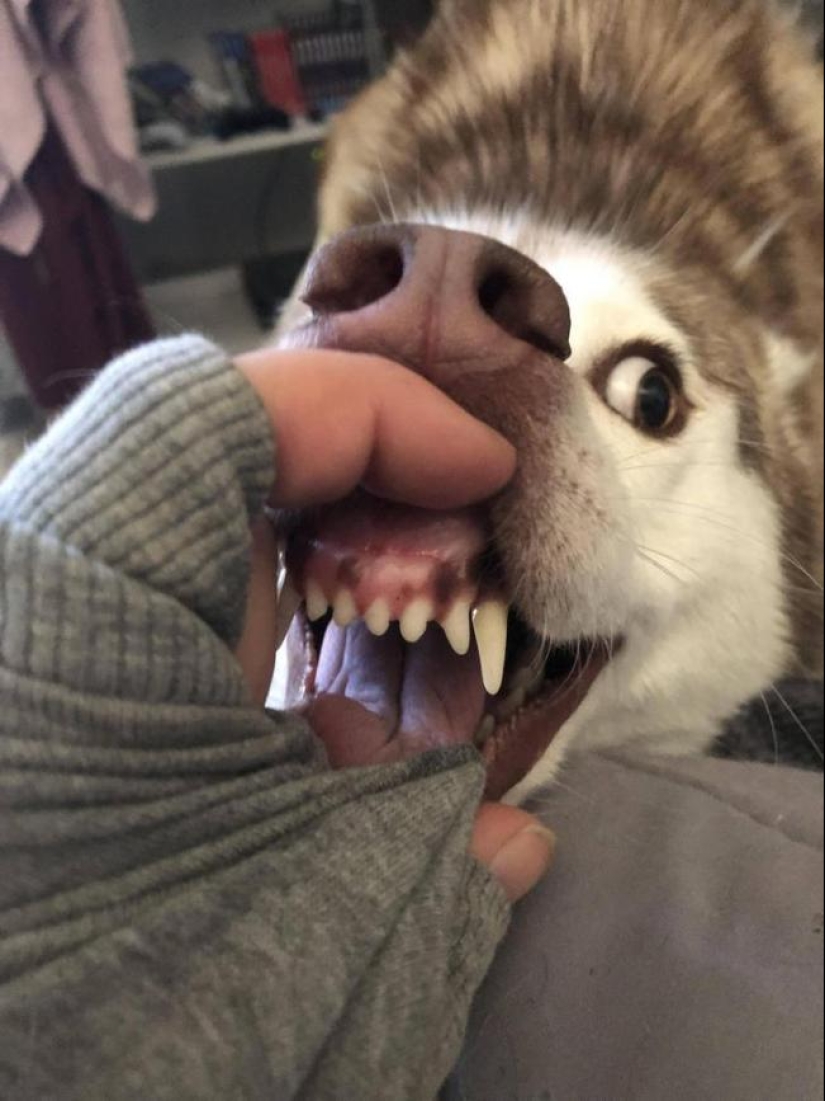 Cuando el programa "perro" falló y colgó: más de 15 fotos divertidas con mascotas