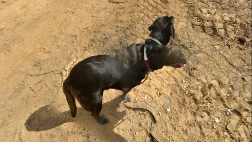 Cuando Google Maps se entrega: 20 fallas espeluznantes Cuando Google Maps se entrega: 20 fallas espeluznantes