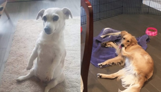 Cuando su mascota es un poco extraño: 15 de fotos y gifs que la exactitud de la risa Cuando su mascota es un poco extraño: 15 de fotos y gifs que la exactitud de la risa