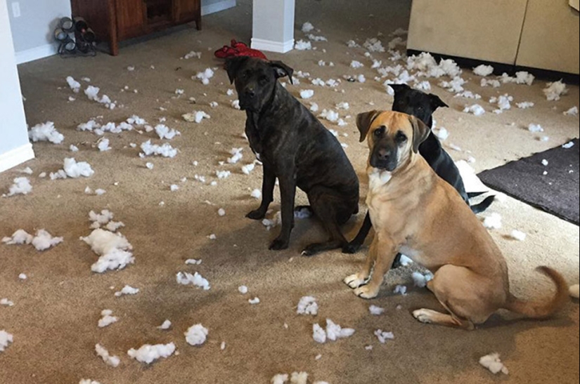 Cuatro patas de la felicidad: lo que la vida es como cuando en la casa más de dos perros Cuatro patas de la felicidad: lo que la vida es como cuando en la casa más de dos perros