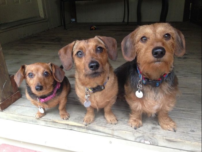Cuatro patas de la felicidad: lo que la vida es como cuando en la casa más de dos perros Cuatro patas de la felicidad: lo que la vida es como cuando en la casa más de dos perros