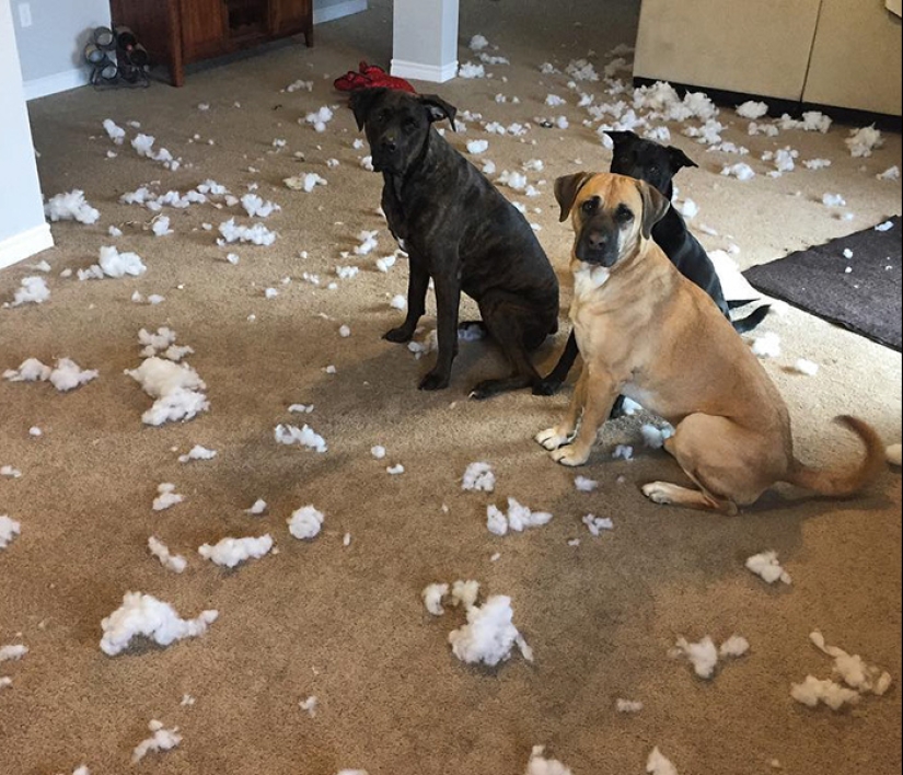 Cuatro patas de la felicidad: lo que la vida es como cuando en la casa más de dos perros Cuatro patas de la felicidad: lo que la vida es como cuando en la casa más de dos perros