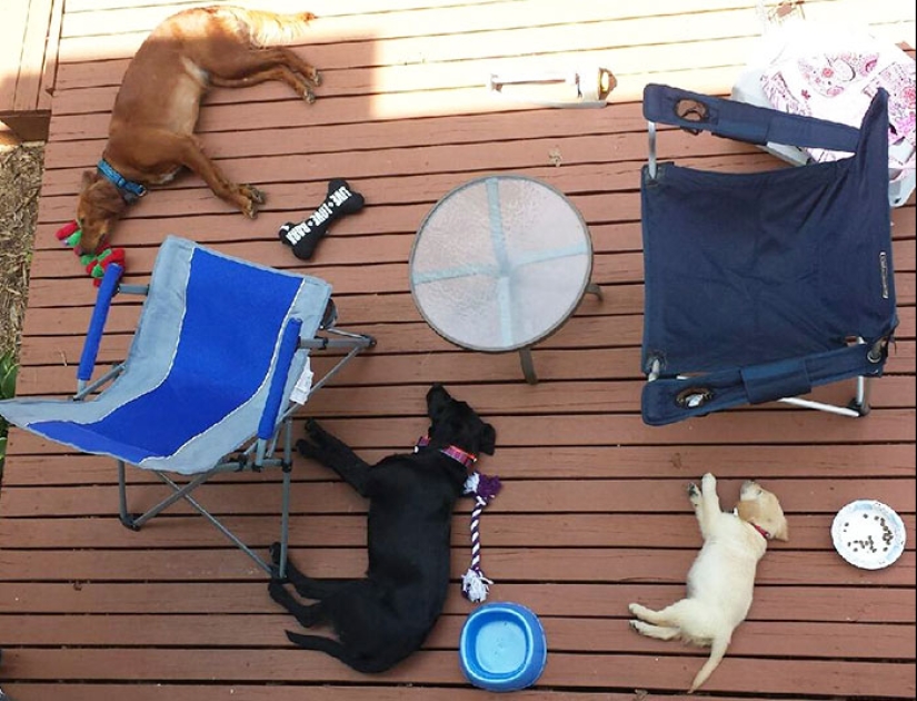 Cuatro patas de la felicidad: lo que la vida es como cuando en la casa más de dos perros Cuatro patas de la felicidad: lo que la vida es como cuando en la casa más de dos perros