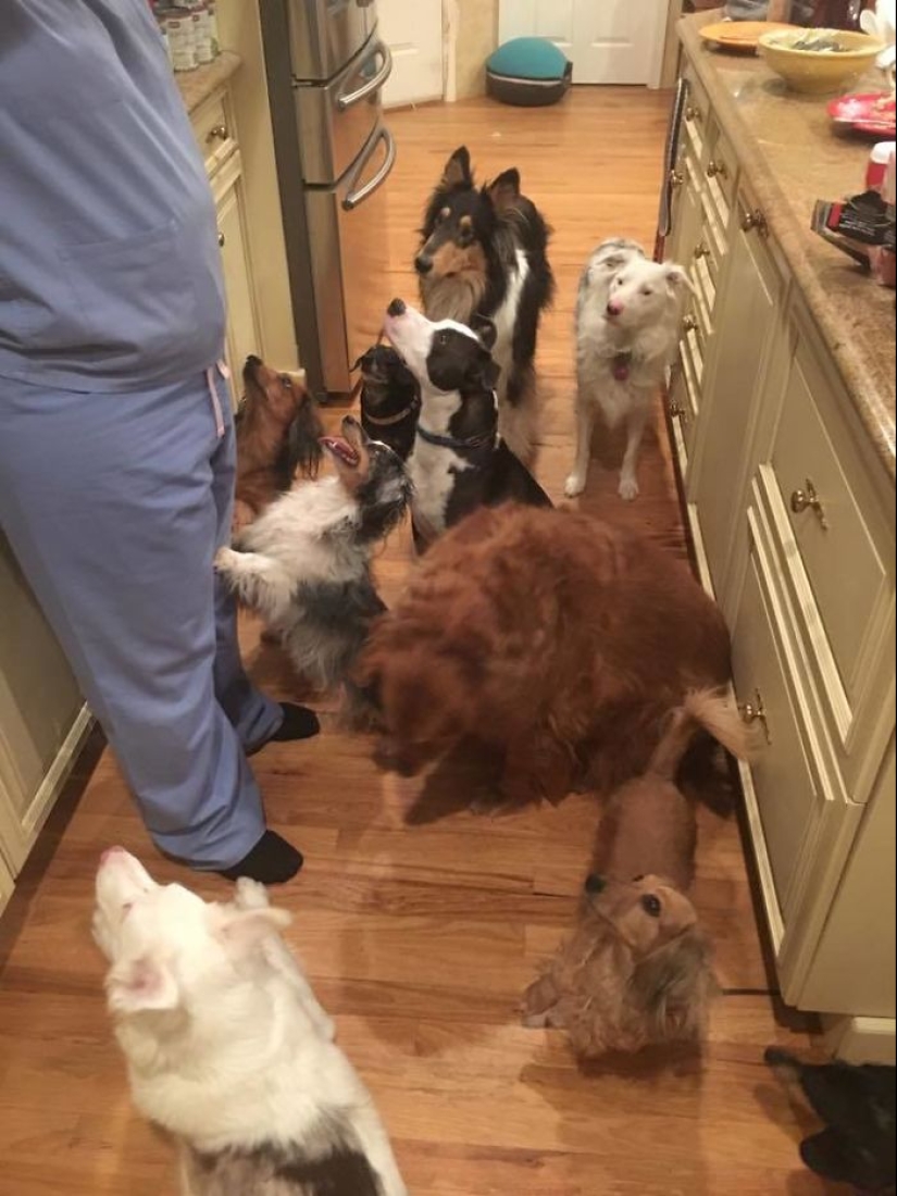 Cuatro patas de la felicidad: lo que la vida es como cuando en la casa más de dos perros Cuatro patas de la felicidad: lo que la vida es como cuando en la casa más de dos perros