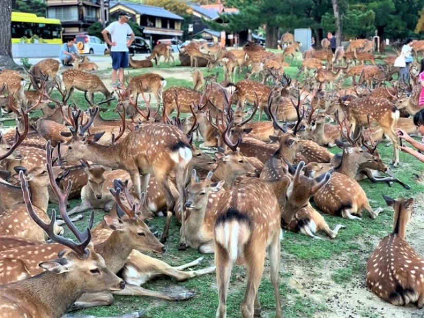 Cuernos fenómeno: cientos de ciervos en el Parque de Nara se reúnen cada día a la misma hora Cuernos fenómeno: cientos de ciervos en el Parque de Nara se reúnen cada día a la misma hora