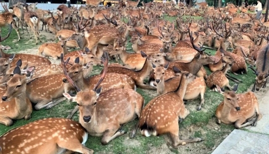 Cuernos fenómeno: cientos de ciervos en el Parque de Nara se reúnen cada día a la misma hora Cuernos fenómeno: cientos de ciervos en el Parque de Nara se reúnen cada día a la misma hora