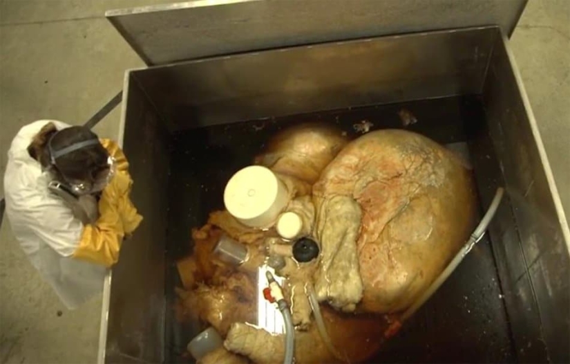 ¿Cuál es el tamaño del corazón de una ballena azul? Destruyendo un mito establecido