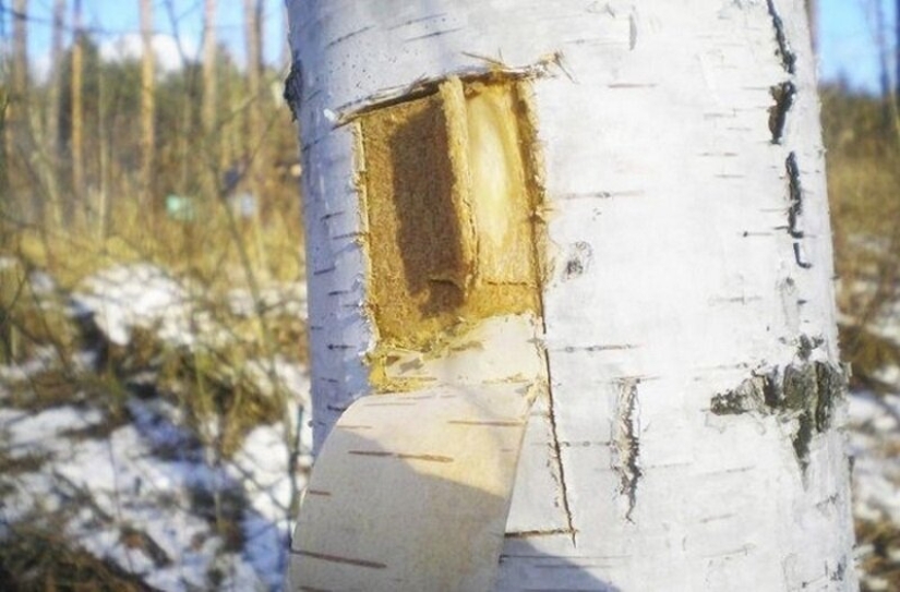 Culinary delights of Ancient Russia: birch porridge and roasted swans Culinary delights of Ancient Russia: birch porridge and roasted swans