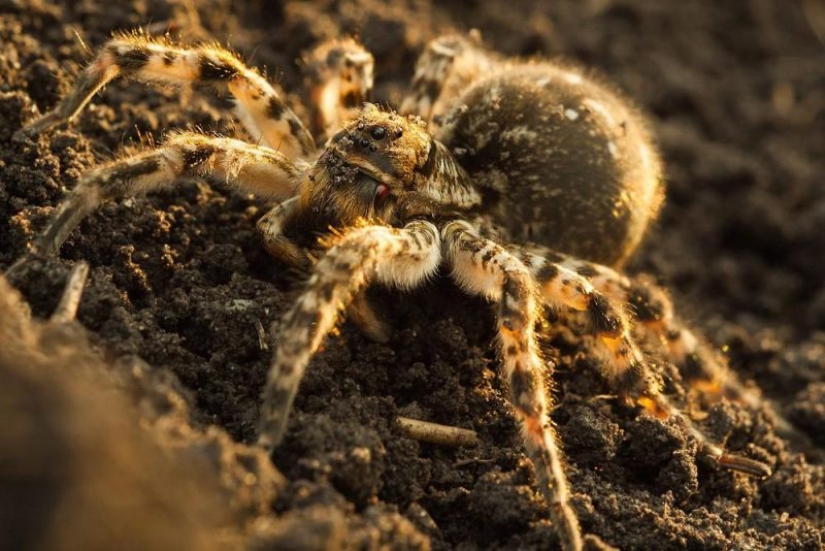 Cumplir Mizgir — respuesta nacional exóticas tarántulas Cumplir Mizgir — respuesta nacional exóticas tarántulas