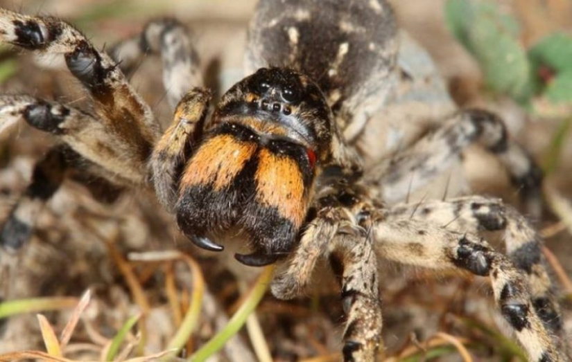 Cumplir Mizgir — respuesta nacional exóticas tarántulas Cumplir Mizgir — respuesta nacional exóticas tarántulas