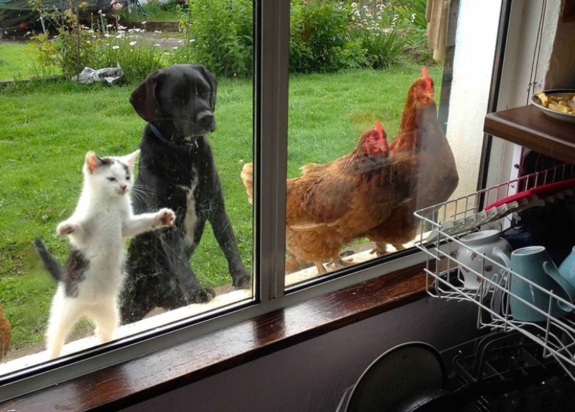 Curiosidad inhumana: qué ven los animales en las ventanas Curiosidad inhumana: qué ven los animales en las ventanas