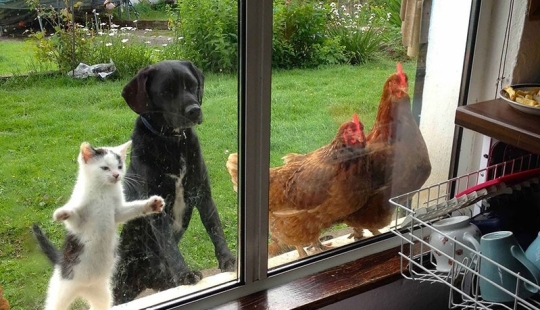 Curiosidad inhumana: qué ven los animales en las ventanas Curiosidad inhumana: qué ven los animales en las ventanas