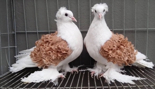 Curly Frillback Pigeons, decorative birds with naturally curly feathers