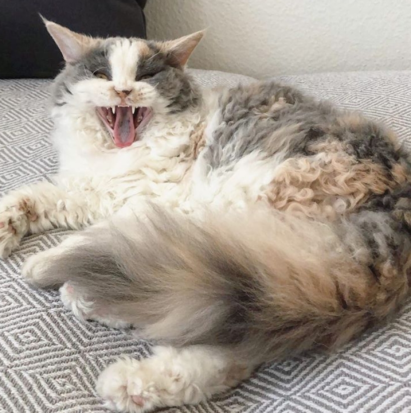 Curly kittens, similar to plush toys, do not leave anyone indifferent Curly kittens, similar to plush toys, do not leave anyone indifferent