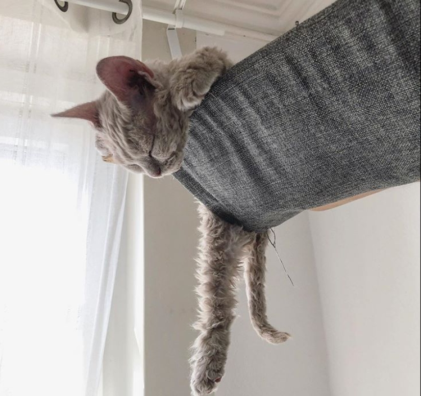 Curly kittens, similar to plush toys, do not leave anyone indifferent Curly kittens, similar to plush toys, do not leave anyone indifferent