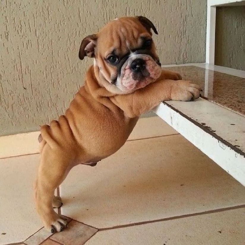 Cute bulldog puppies that will melt your heart