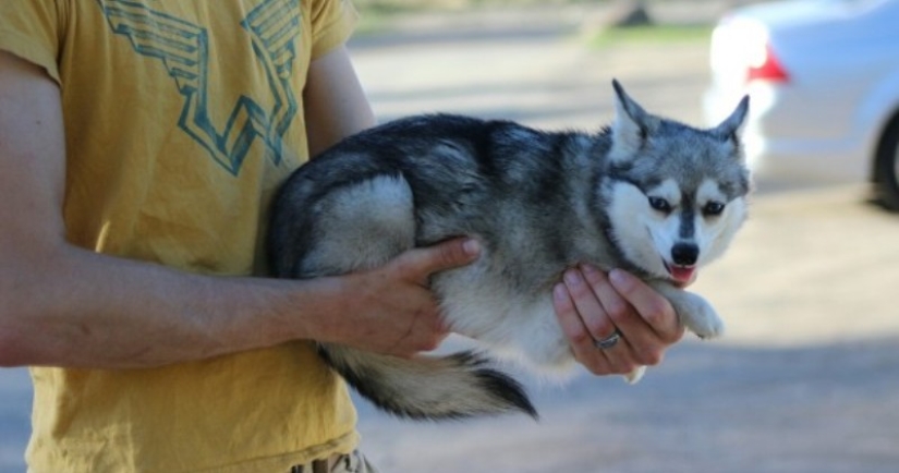 Cute kli-kai - miniature huskies living in Alaska