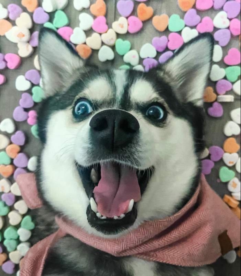 Cute kli-kai - miniature huskies living in Alaska