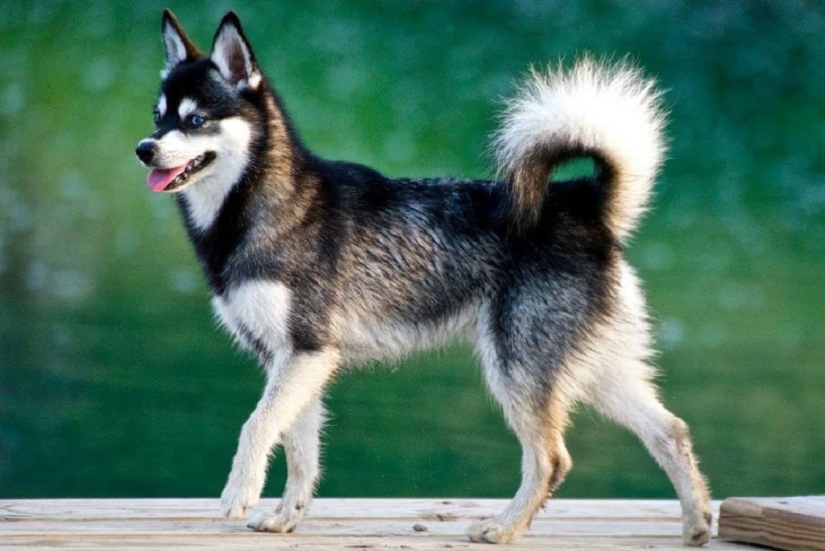 Cute kli-kai - miniature huskies living in Alaska