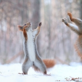 Cute photo shoot of squirrels playing by photographer Vadim Trunov