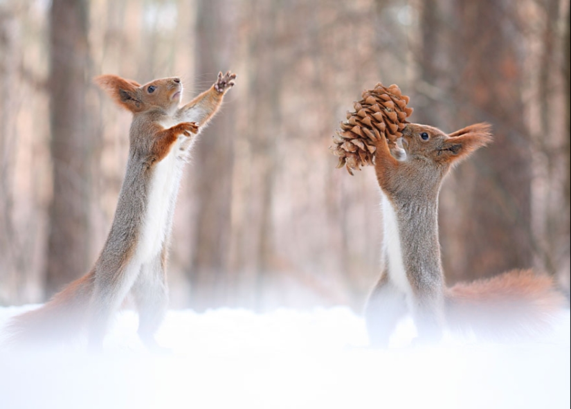 Cute photo shoot of squirrels playing by photographer Vadim Trunov