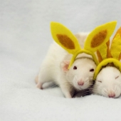 Cute rats