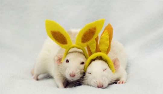 Cute rats