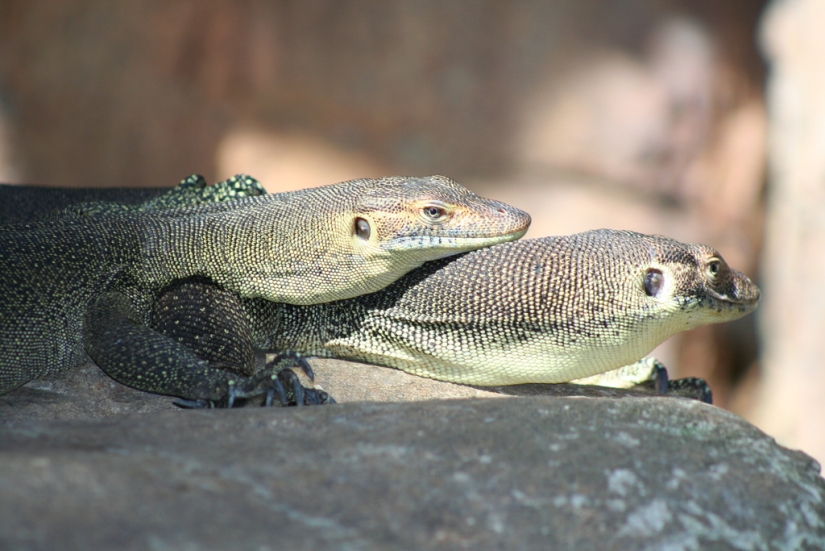 Día del Abrazo para Nuestros Hermanitos