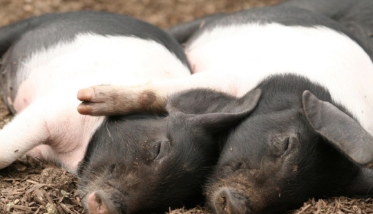 Día del Abrazo para Nuestros Hermanitos Día del Abrazo para Nuestros Hermanitos