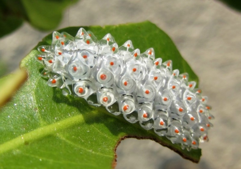 Dalcerid Crystal Caterpillar