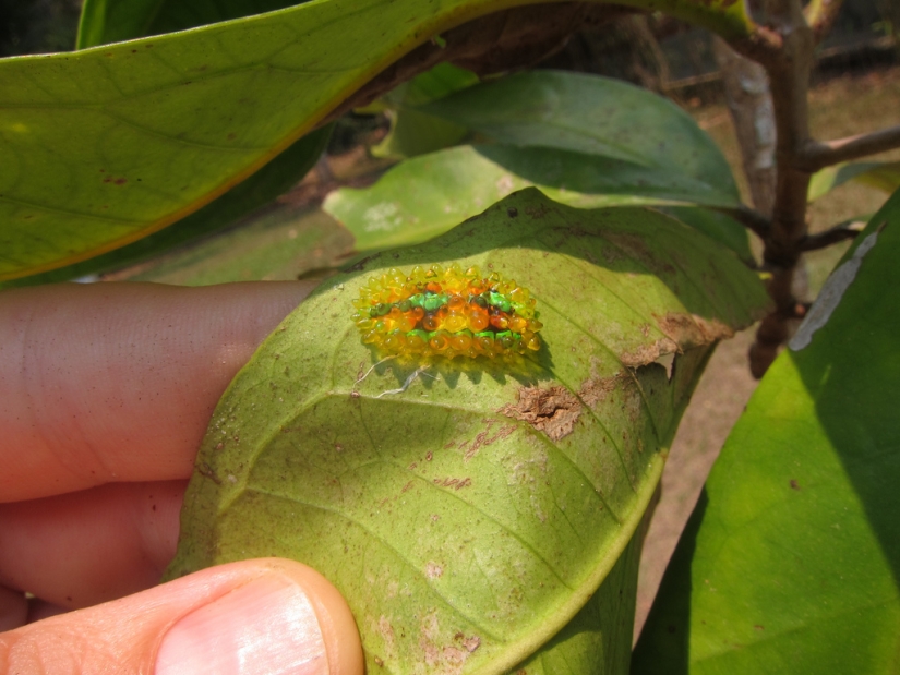Dalcerid Crystal Caterpillar