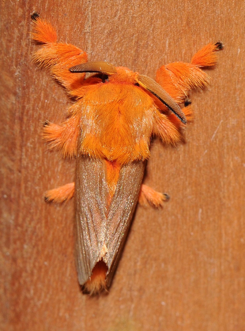 Dalcerid Crystal Caterpillar