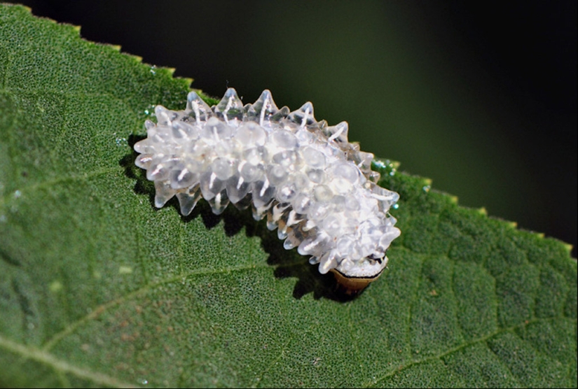 Dalcerid Crystal Caterpillar