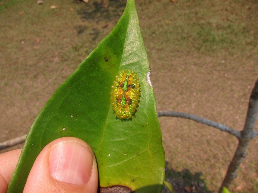 Dalcerid Crystal Caterpillar