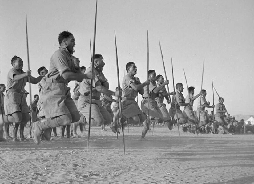 Danza de guerra de la nueva zelanda Maorí batallón en el desierto Danza de guerra de la nueva zelanda Maorí batallón en el desierto
