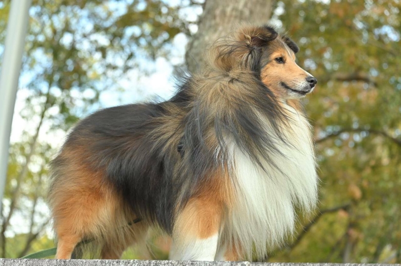 Datos fotográficos inusuales e interesantes sobre Japón Datos fotográficos inusuales e interesantes sobre Japón